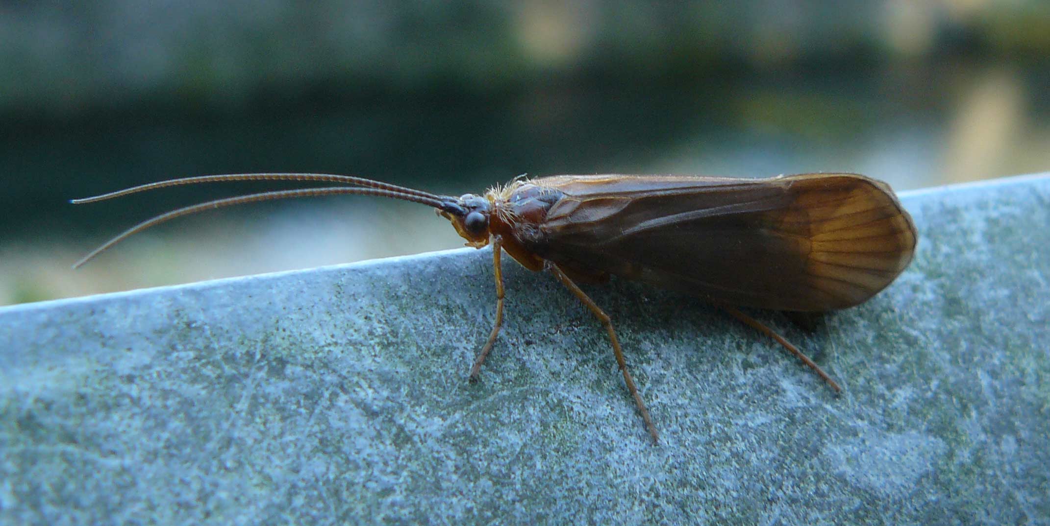 Limnephilidae Halesus sp.