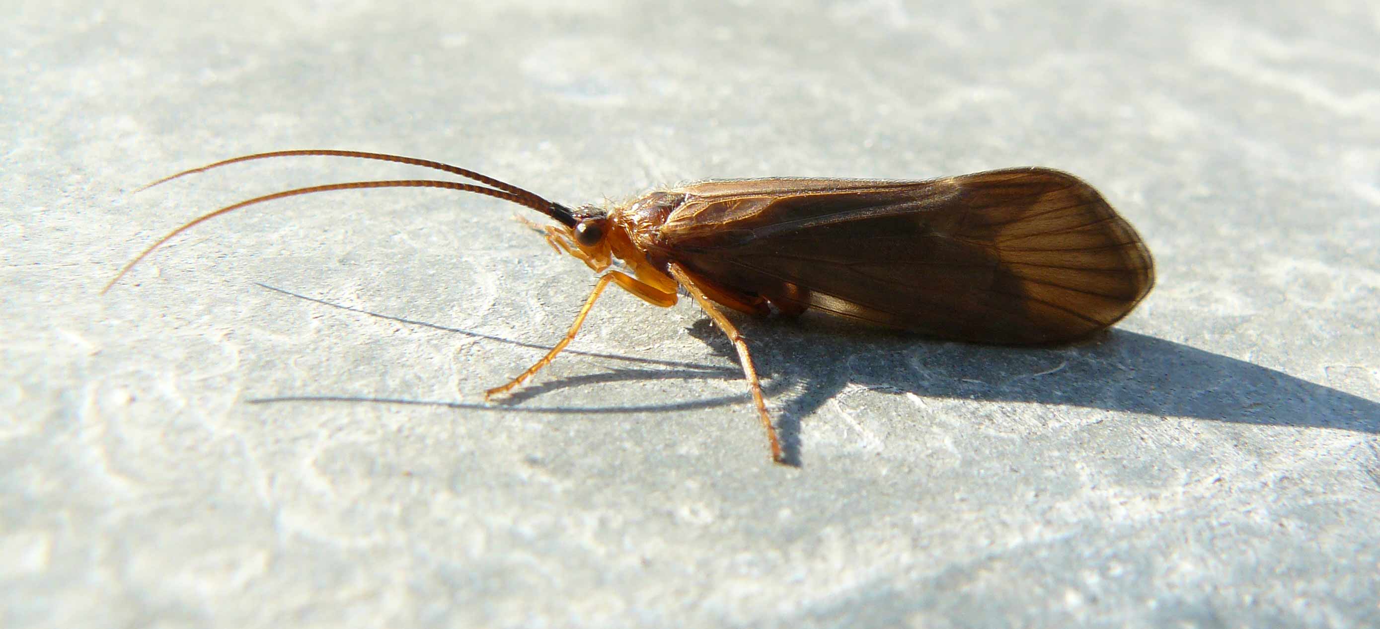 Limnephilidae Anabolia lombarda