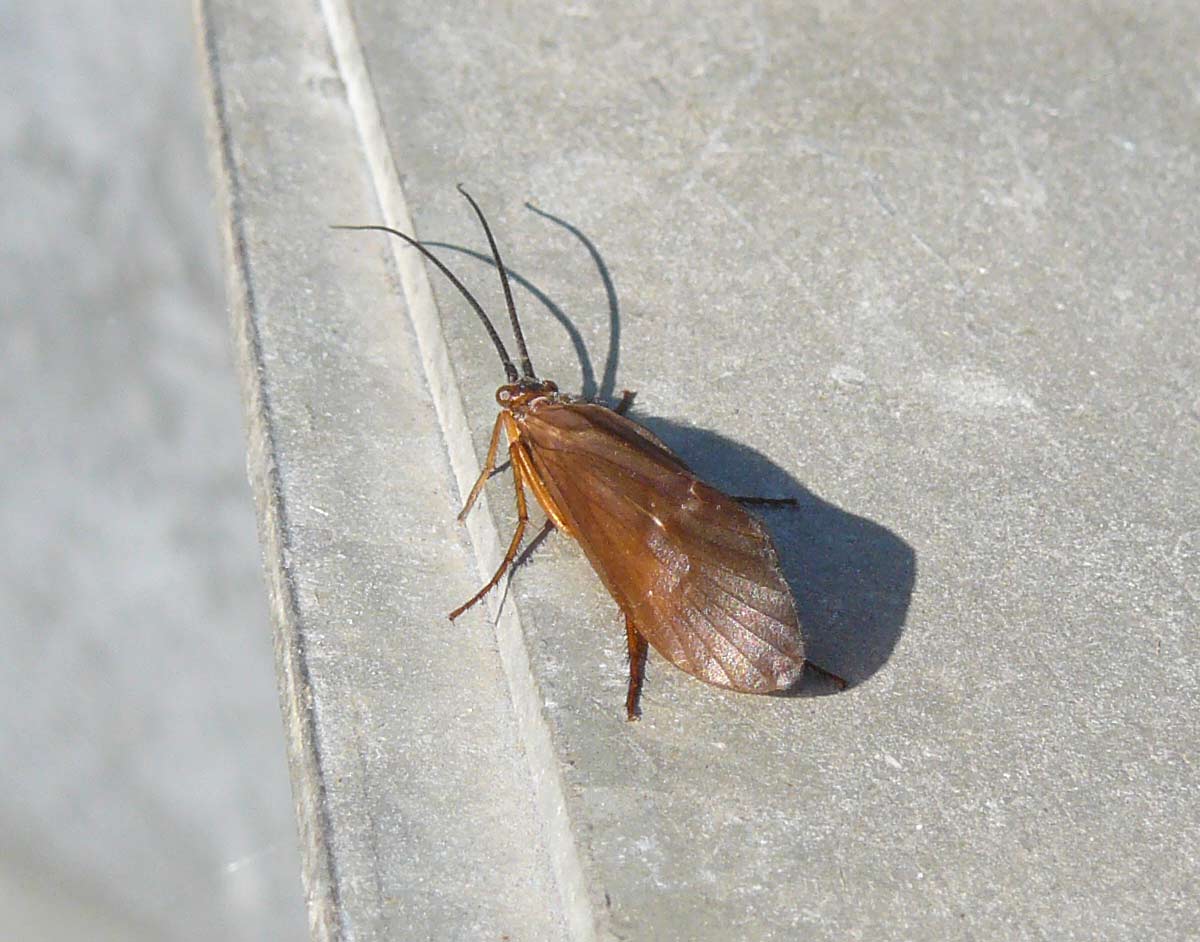 Limnephilidae Anabolia lombarda