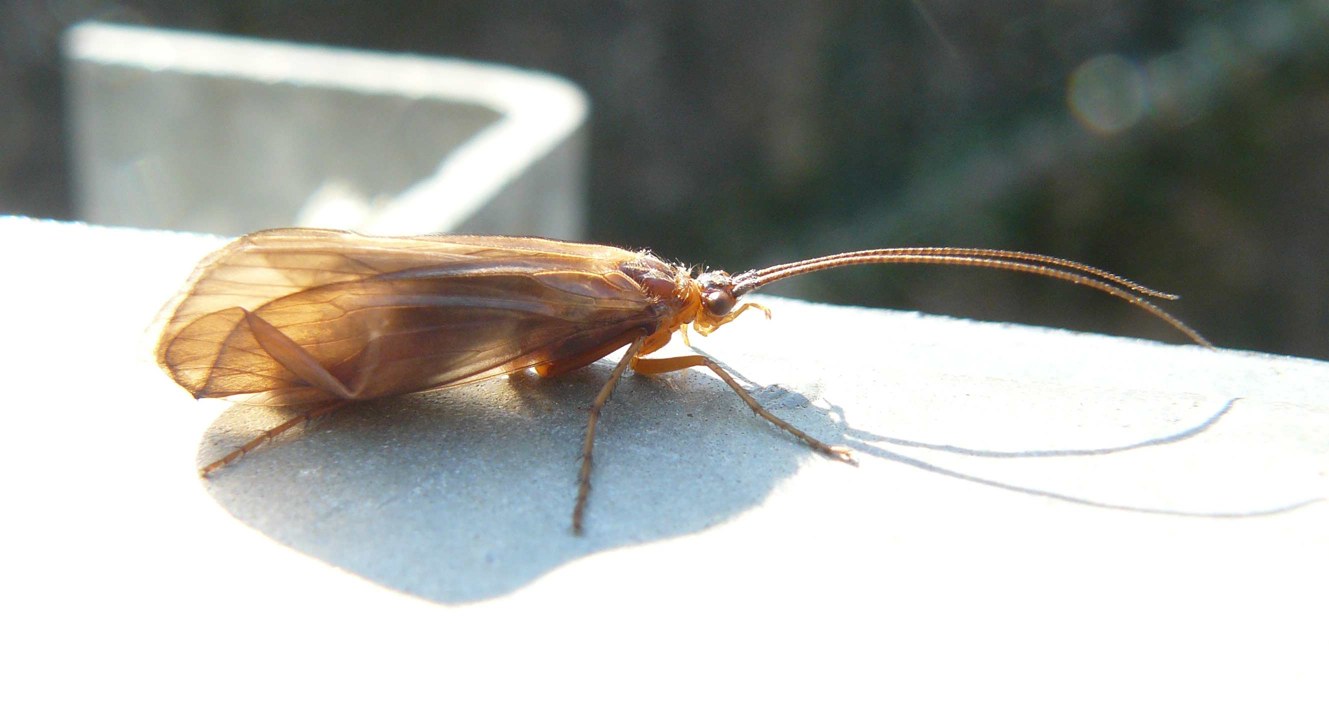 Limnephilidae Anabolia lombarda