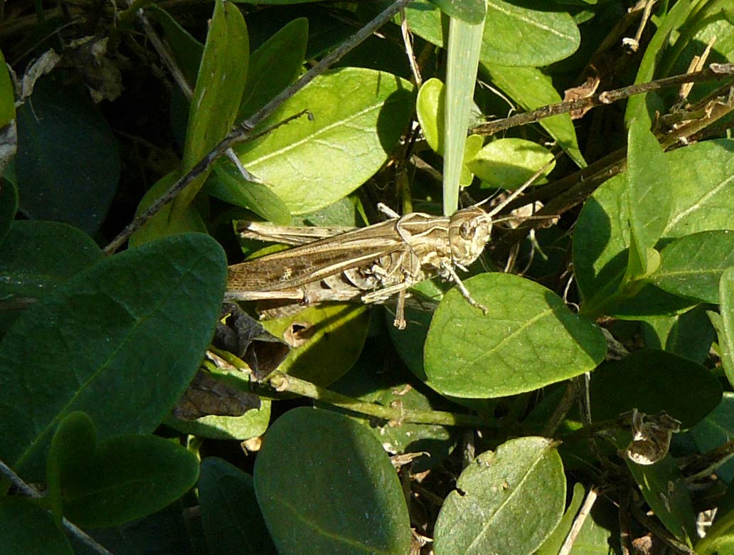 cavalletta - Chorthippus (Glyptobothrus) sp. ?