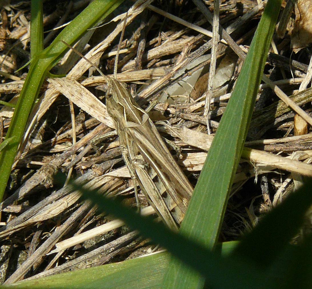 cavalletta - Chorthippus (Glyptobothrus) sp. ?