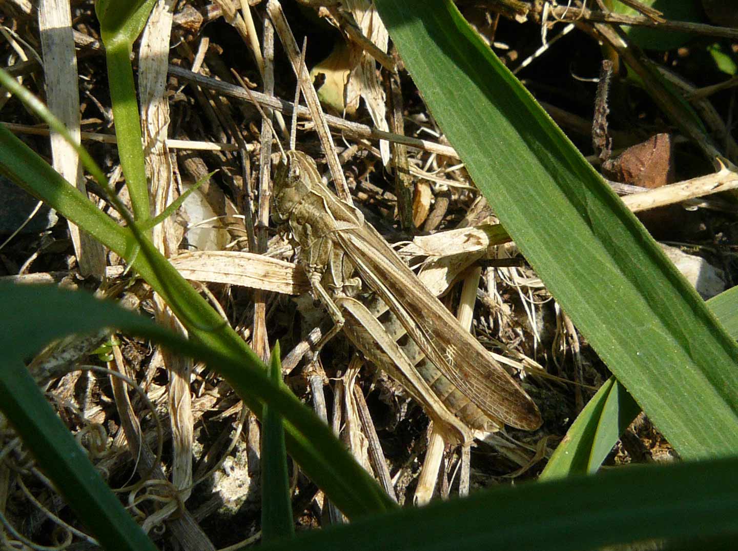 cavalletta - Chorthippus (Glyptobothrus) sp. ?