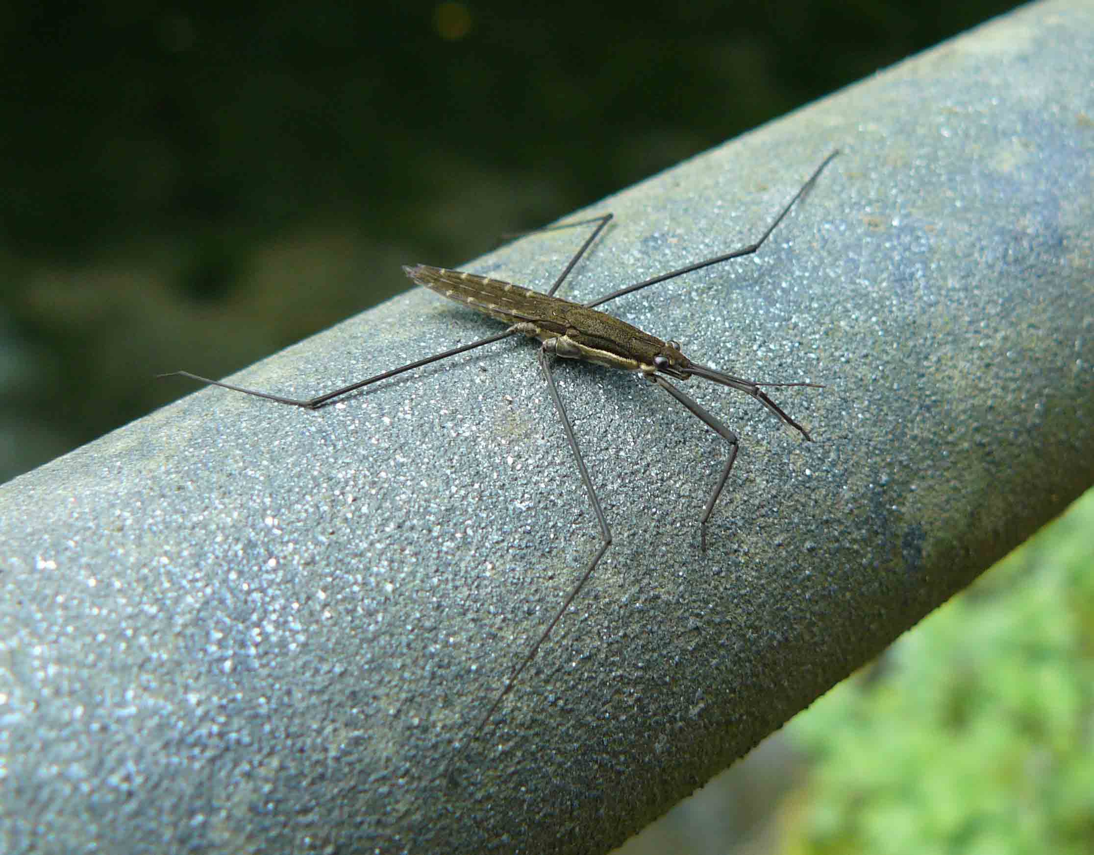 Gerridae: Aquarius najas della Lombardia (Brianza)