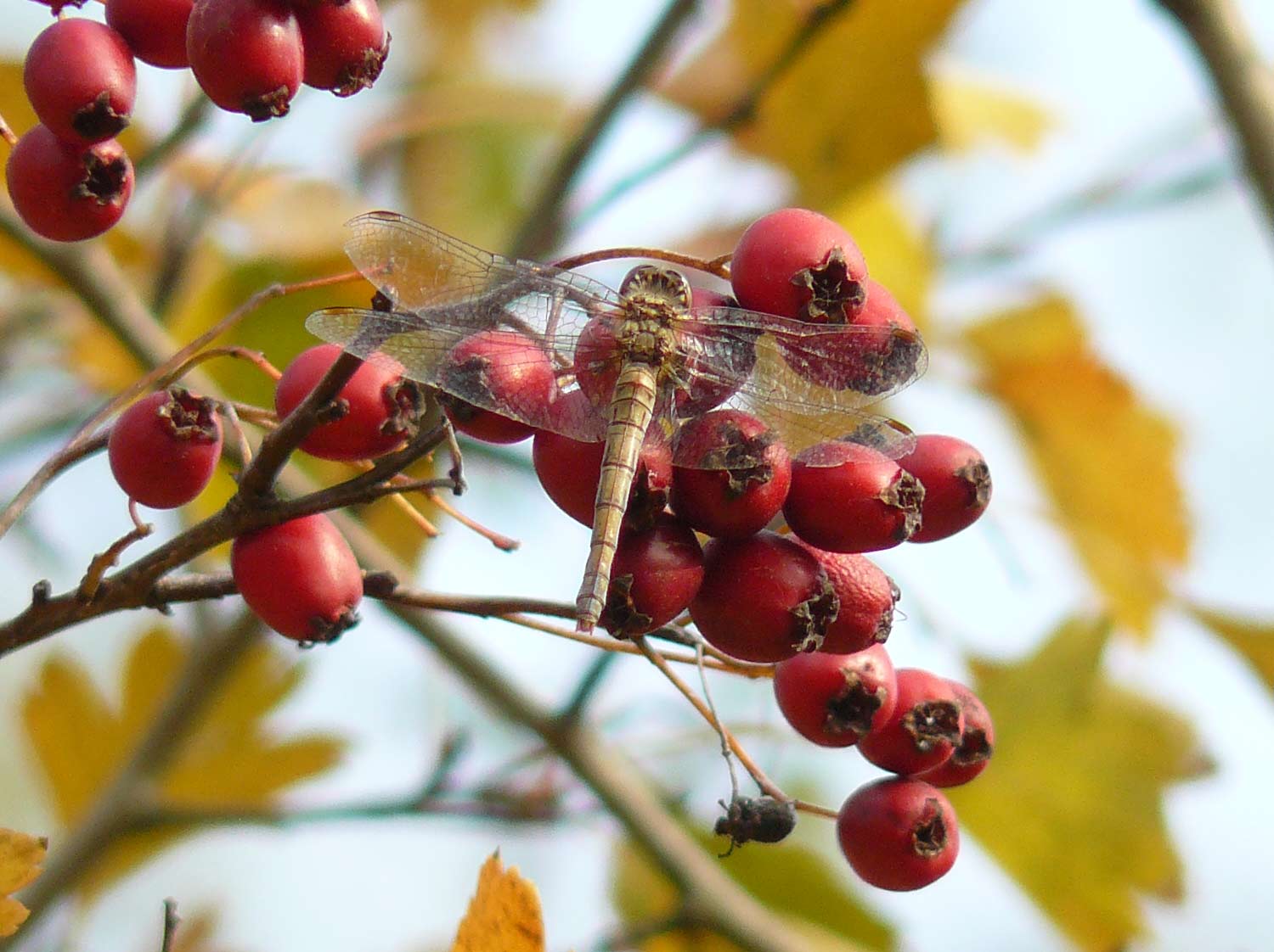 Sympetrum ... autumni