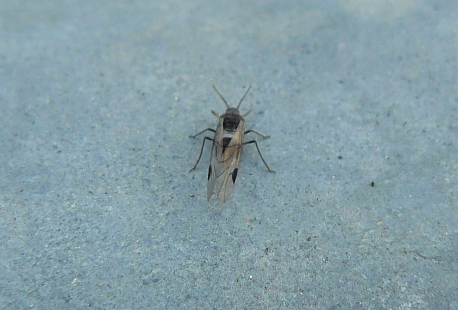 Psilla sp. (Psillidae)