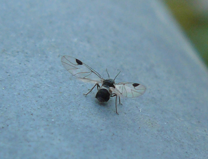 Psilla sp. (Psillidae)