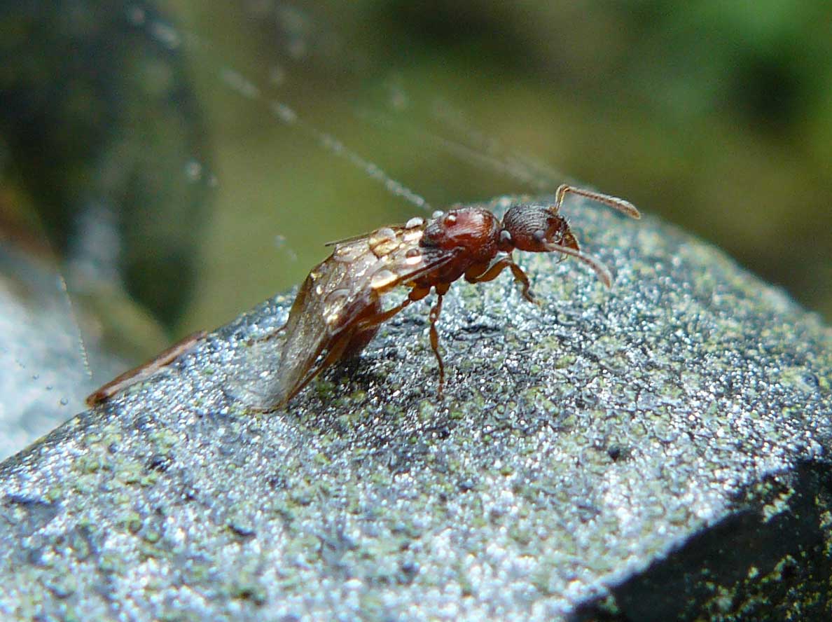 formica alata (Myrmica sp.?)