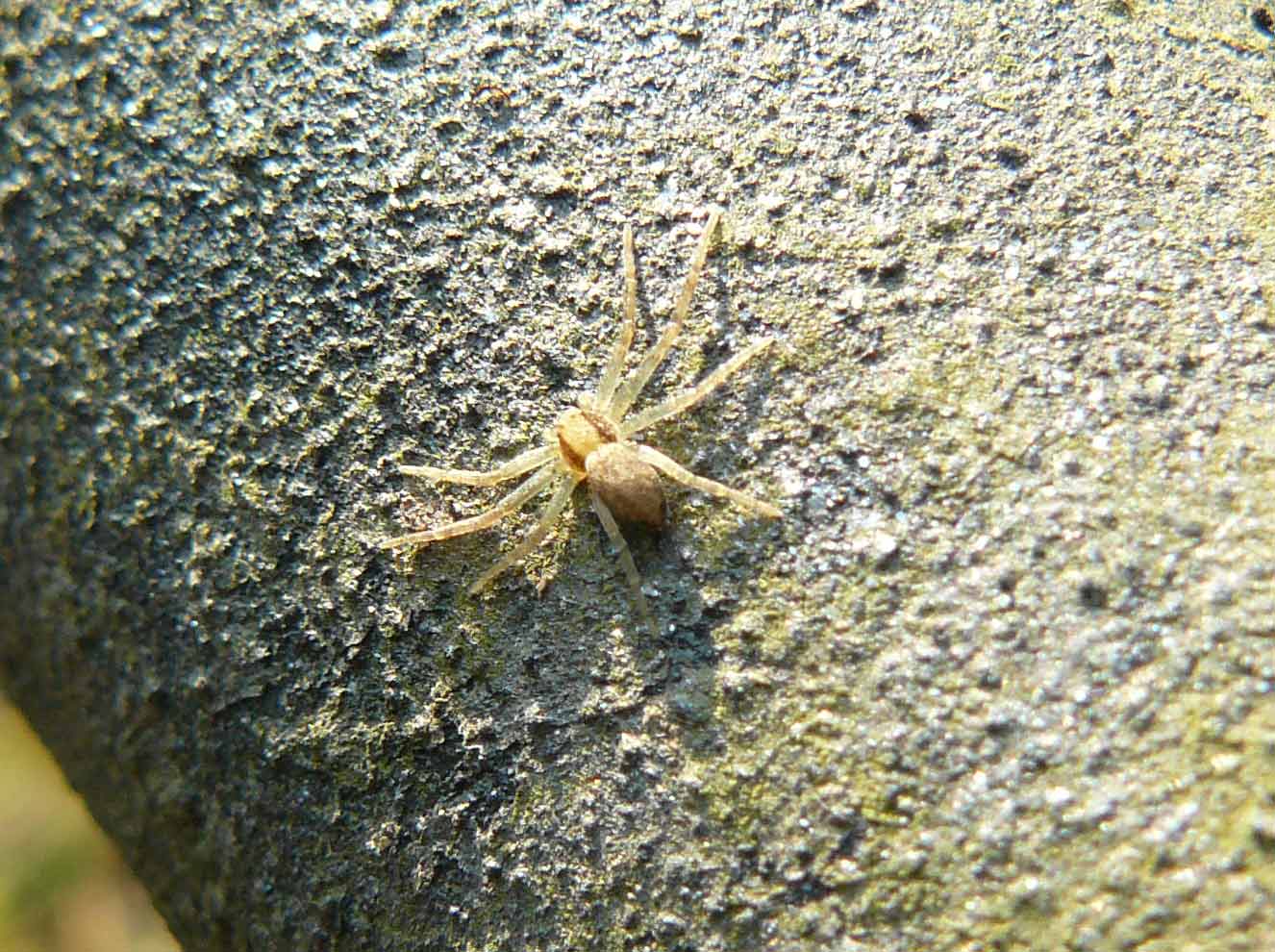 Philodromus sp.