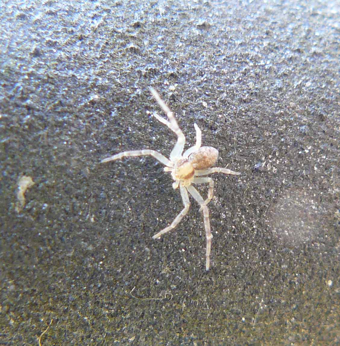 Philodromus sp.