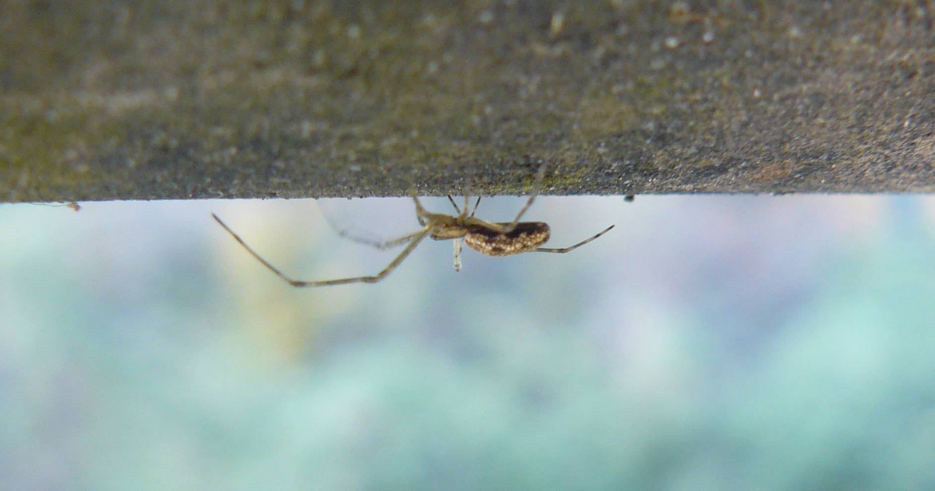 Tetragnatha sp.