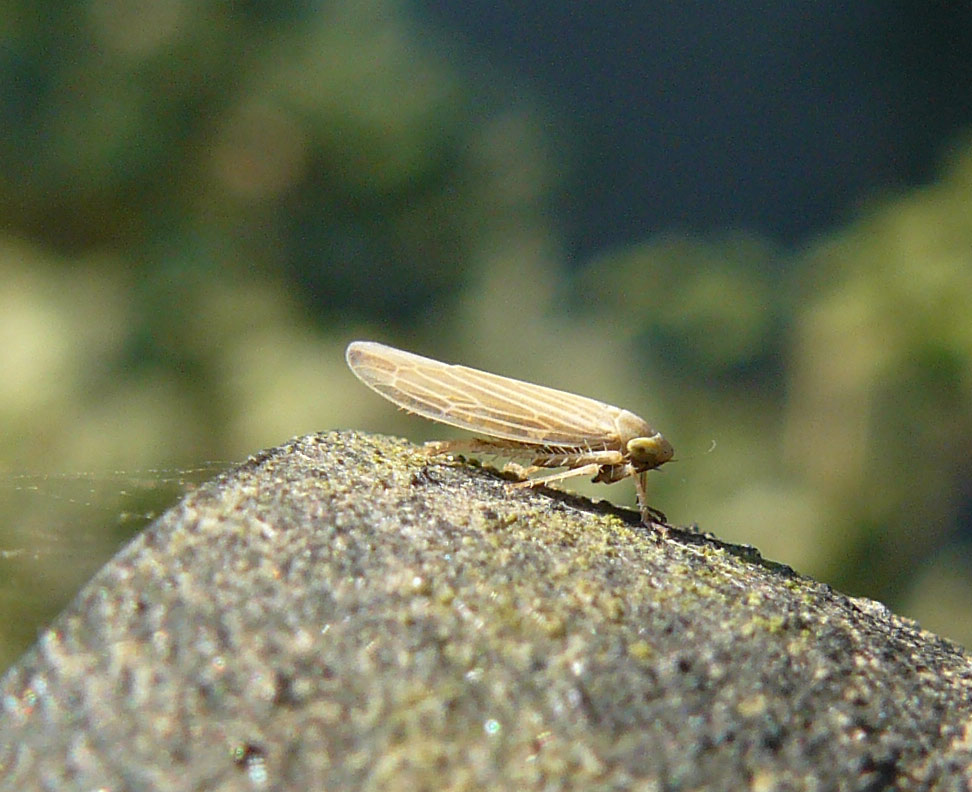 Cicadellidae microscopico