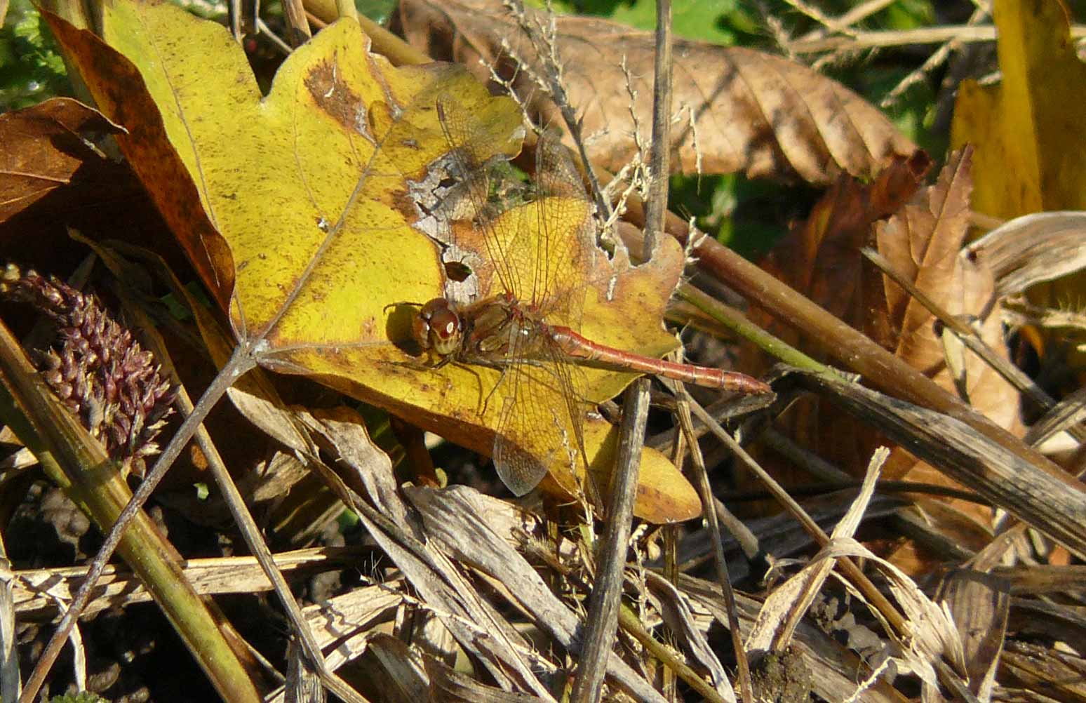 Incredibile ma ....  Sympetrum striolatum