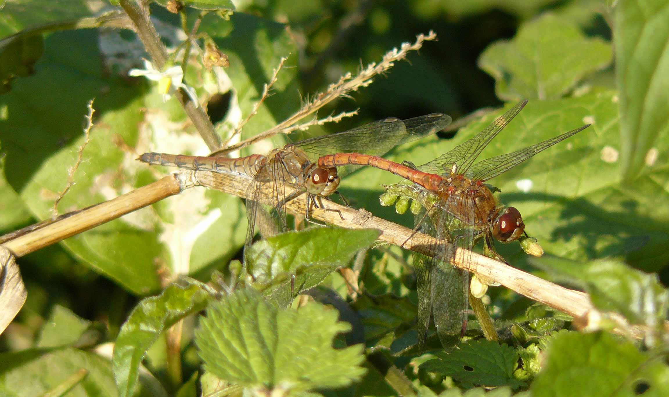 Incredibile ma ....  Sympetrum striolatum