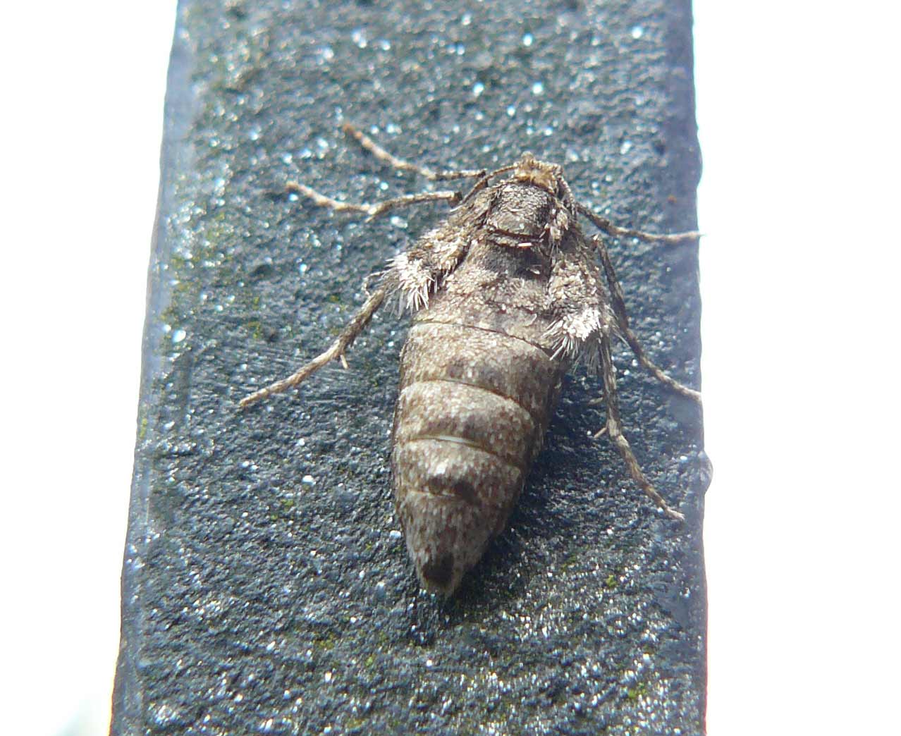 femmina brachiptera