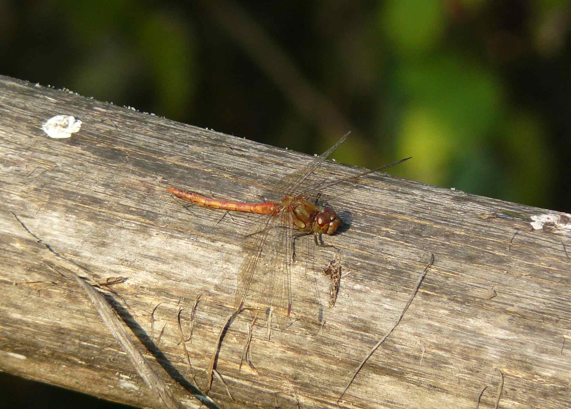 Incredibile ma ....  Sympetrum striolatum