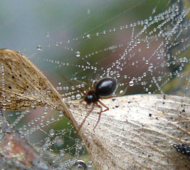 Linyphiidae, probabile Erigoniinae