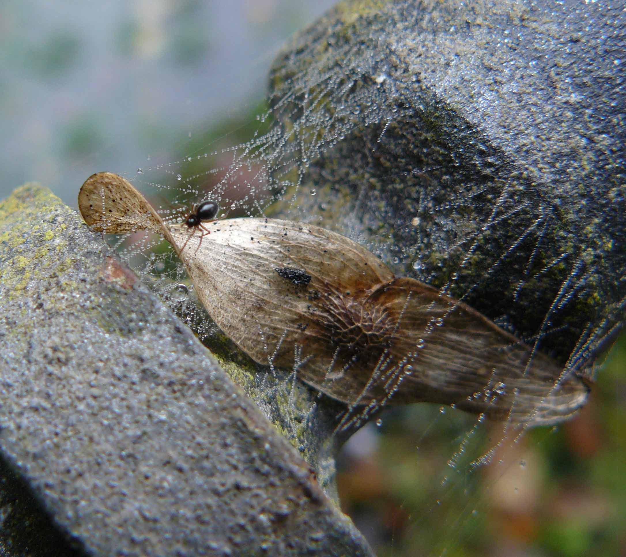 Linyphiidae, probabile Erigoniinae