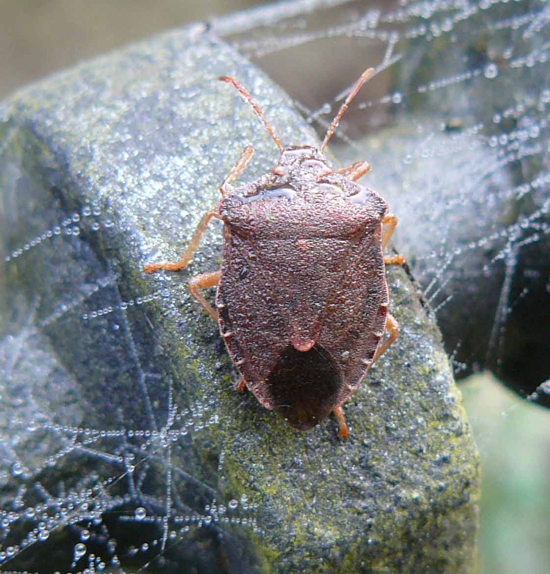 Palomena prasina in abito invernale