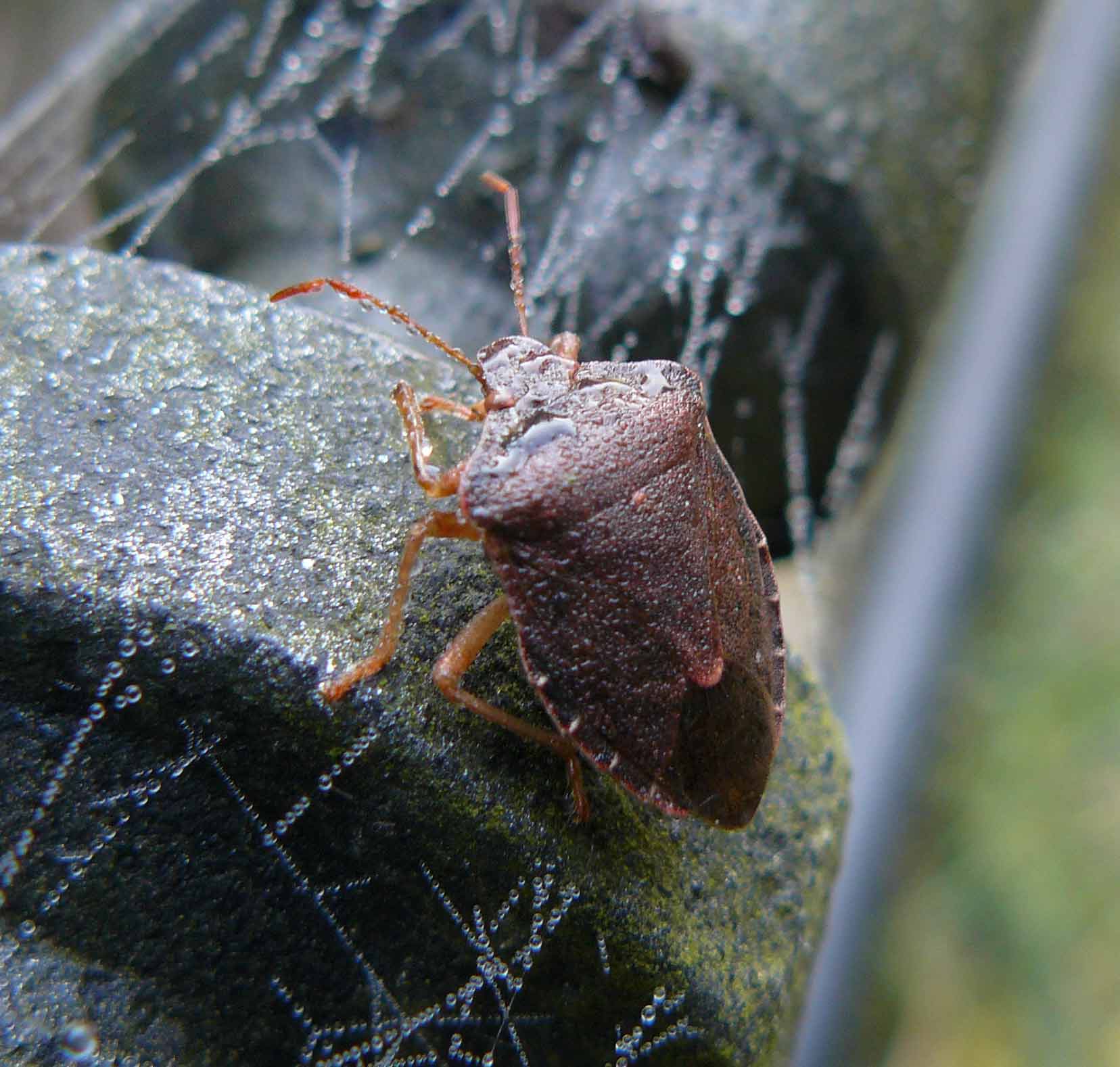 Palomena prasina in abito invernale