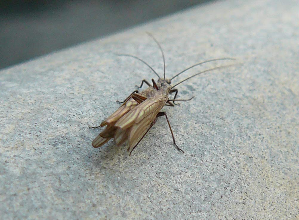 Leuctra sp. colti in accoppiamento