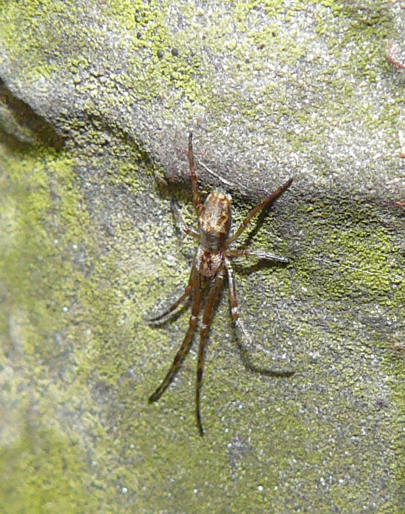 Tetragnatha sp.