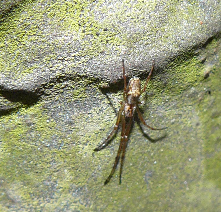 Tetragnatha sp.