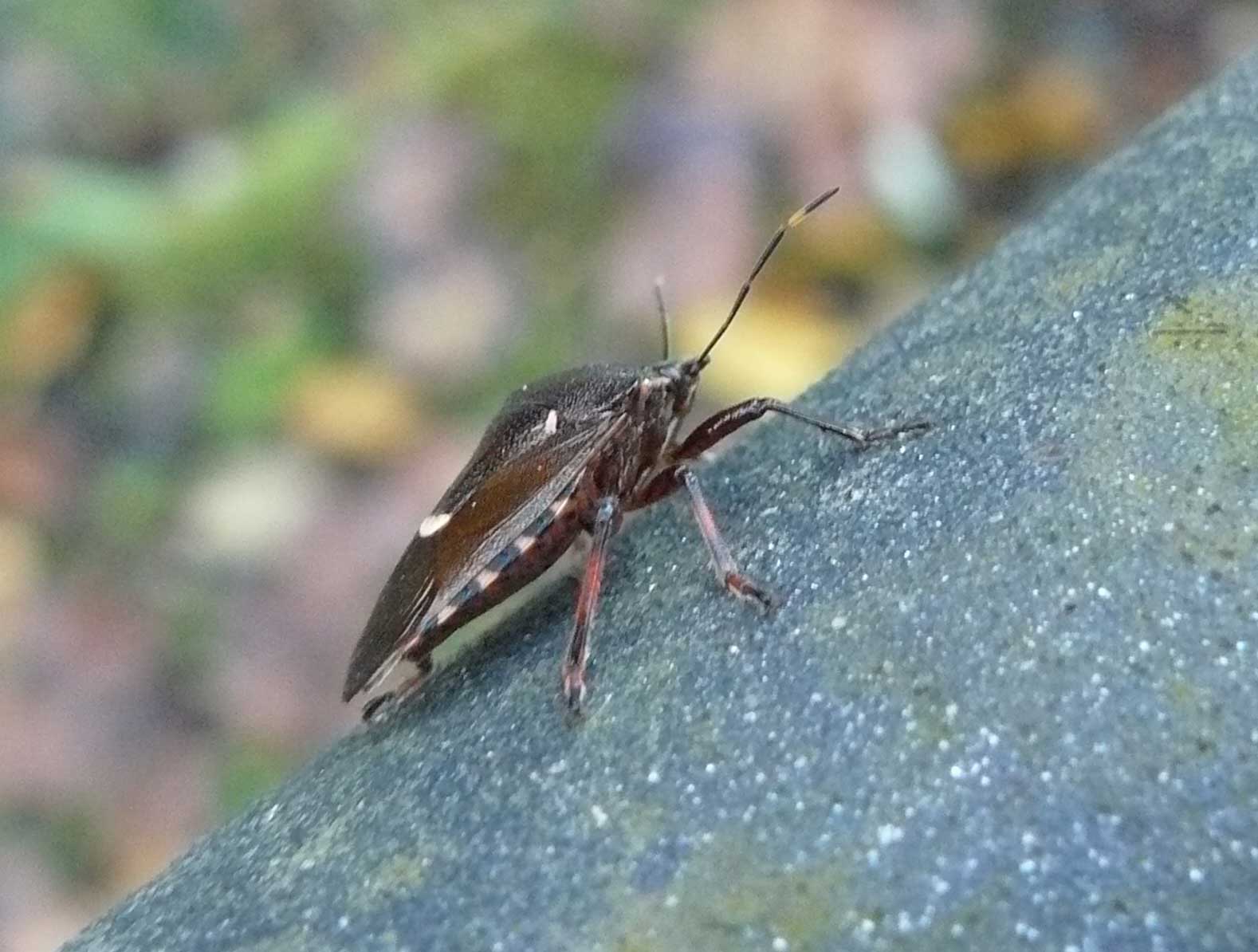 Pinthaeus sanguinipes ?? S