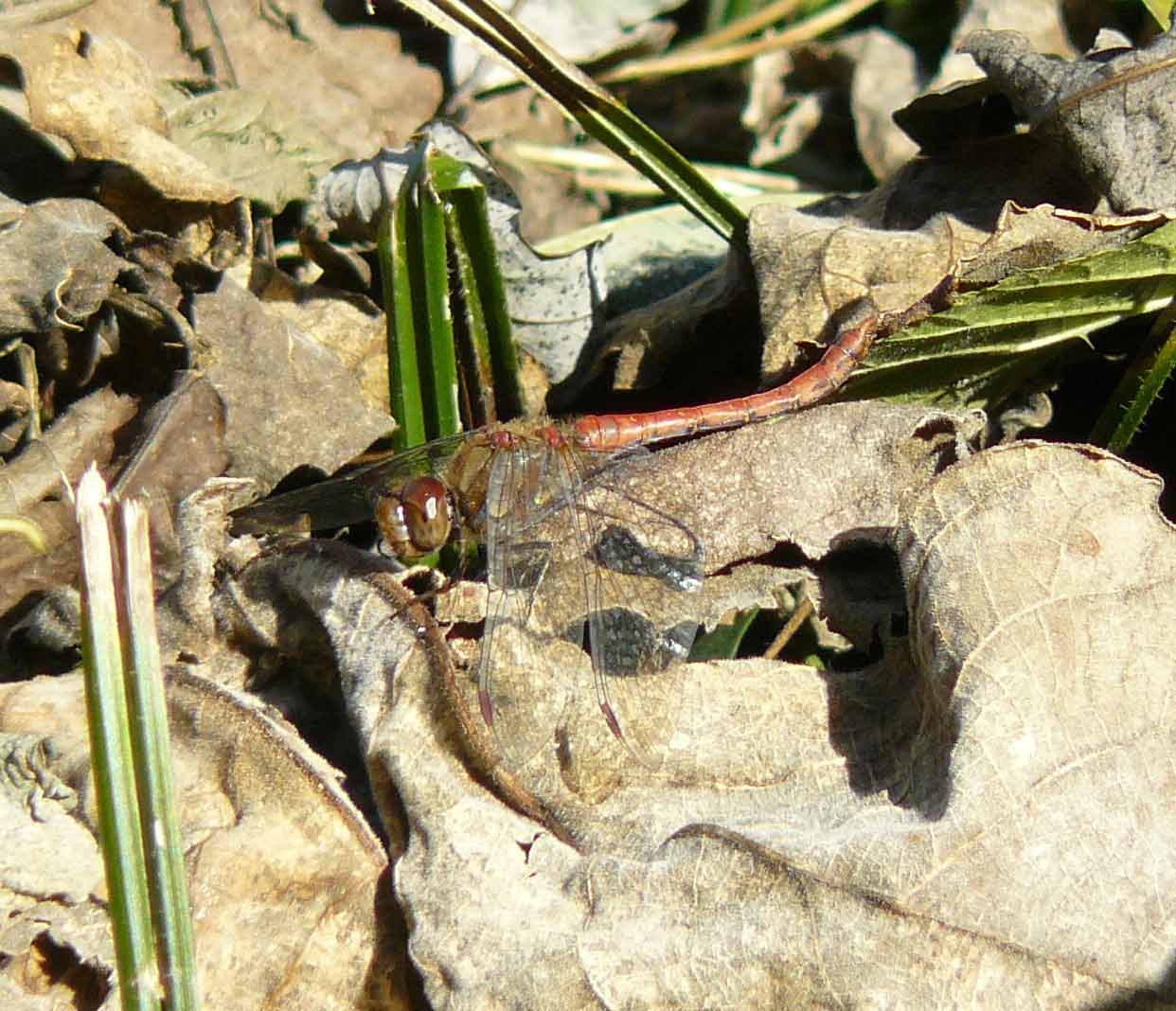 Incredibile ma ....  Sympetrum striolatum