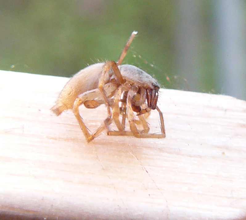 ragno morto (Clubiona sp.) e chiarimenti sulle scopule