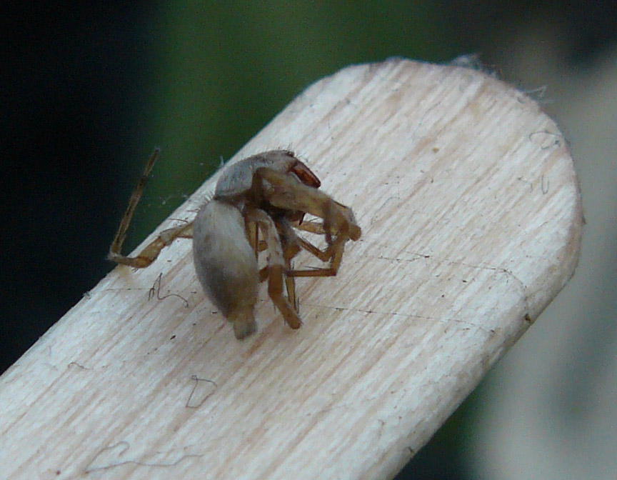 ragno morto (Clubiona sp.) e chiarimenti sulle scopule