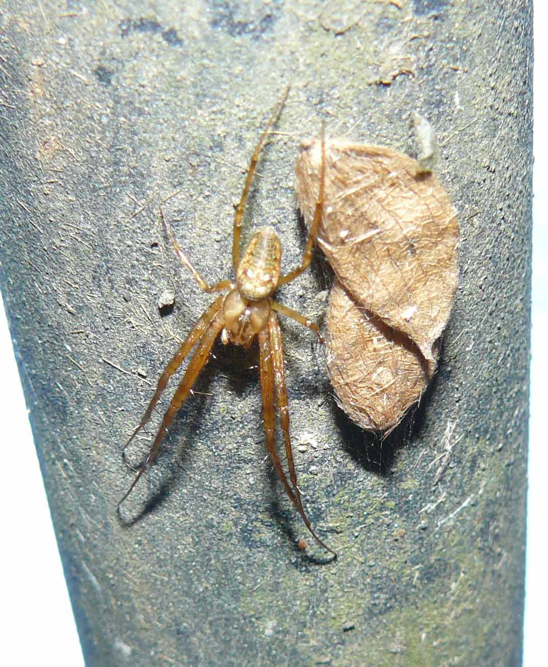 Metellina sp.