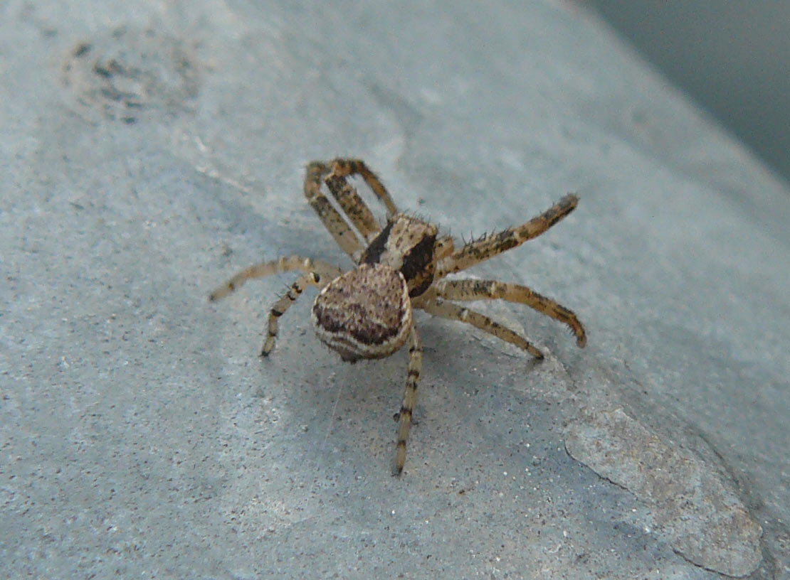 Xysticus sp? S. (giovane maschio).