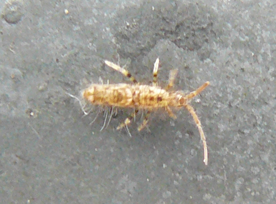 Collembola - (Entomobryidae?)