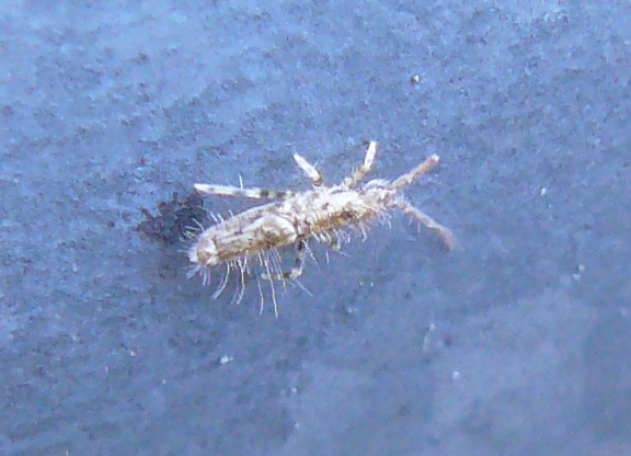 Collembola - (Entomobryidae?)