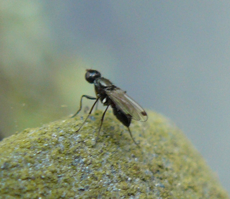 Sepsidae