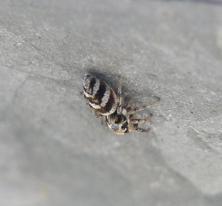 Salticus scenicus