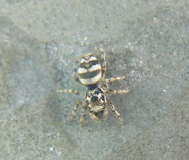 Salticus scenicus