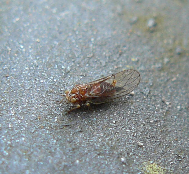 Psyllidae