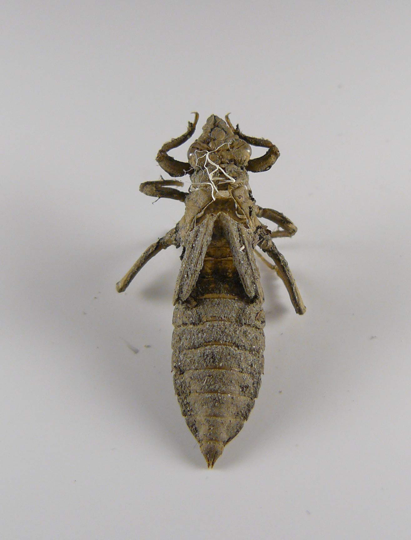 Exuvia di Gomphus vulgatissimus, femmina e maschio