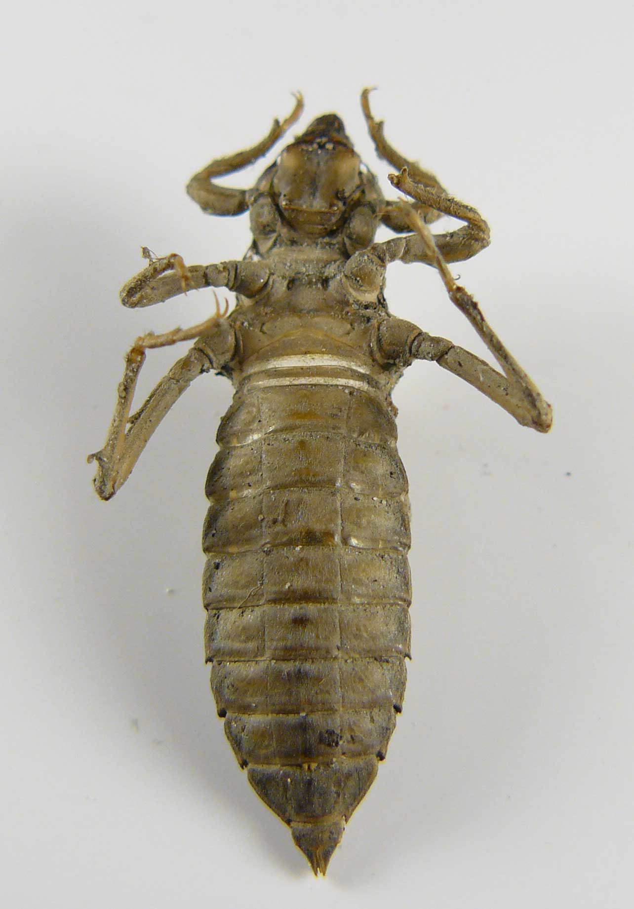 Exuvia di Gomphus vulgatissimus, femmina e maschio