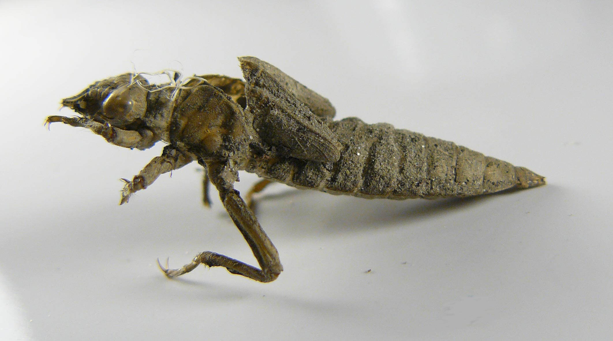 Exuvia di Gomphus vulgatissimus, femmina e maschio