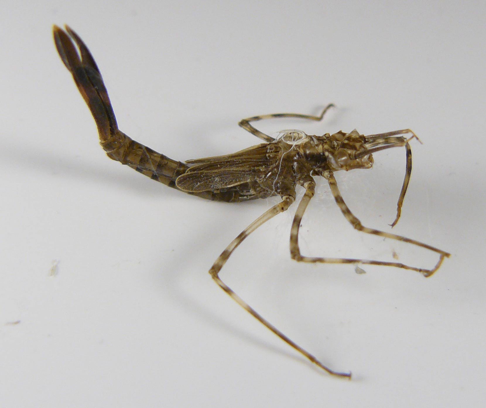 Exuvia di Calopteryx splendens, femmina