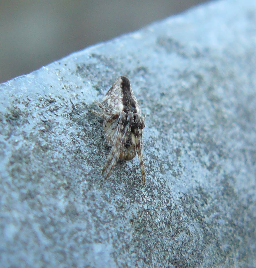 Cyclosa sp.