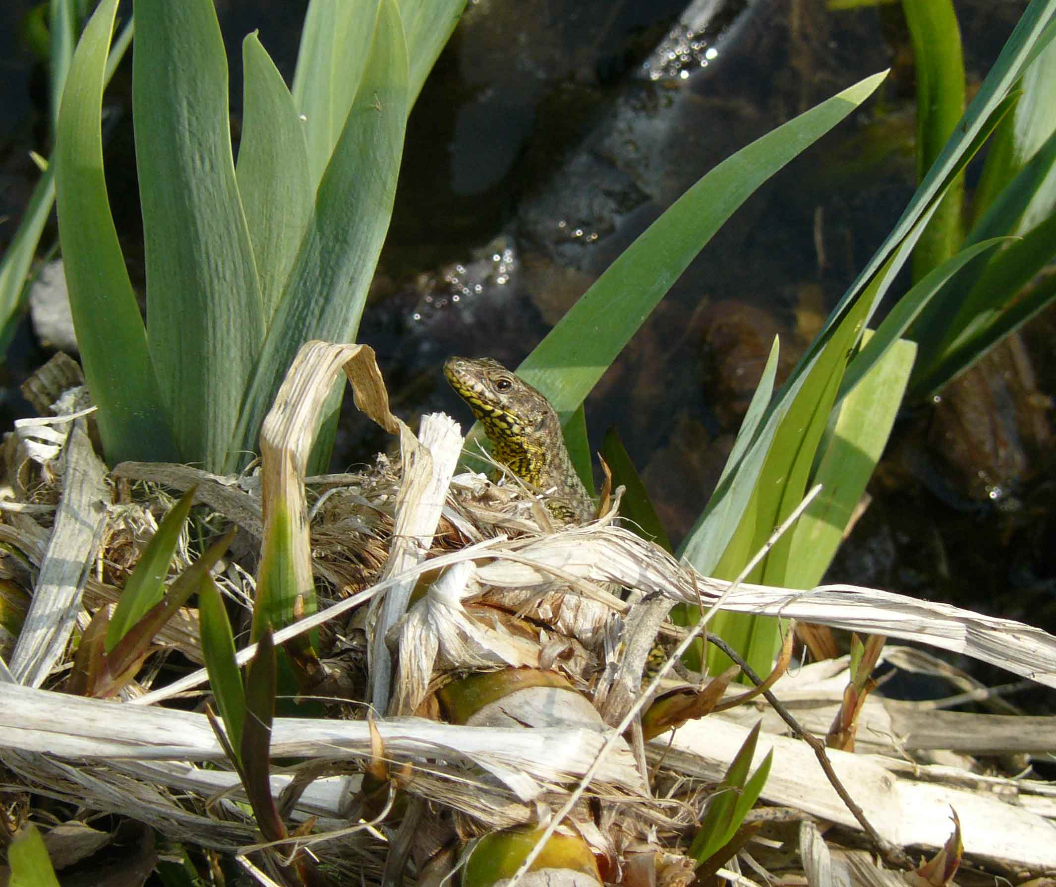 Podarcis muralis?