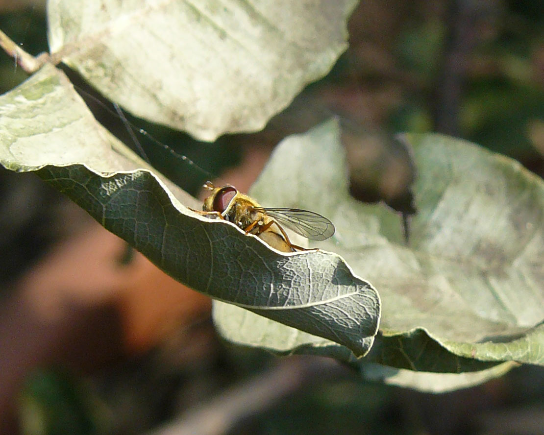 Syrphidae