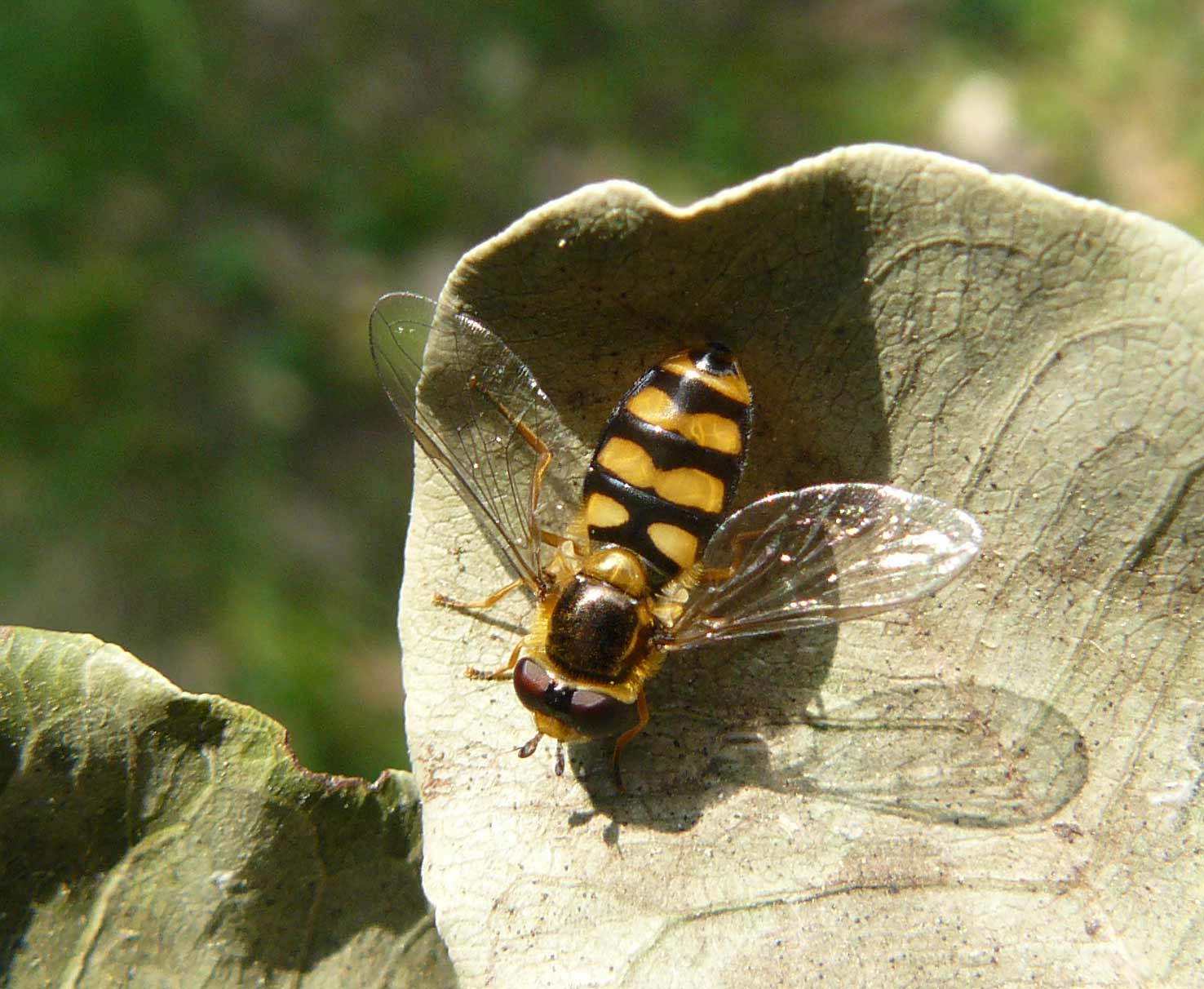 Syrphidae