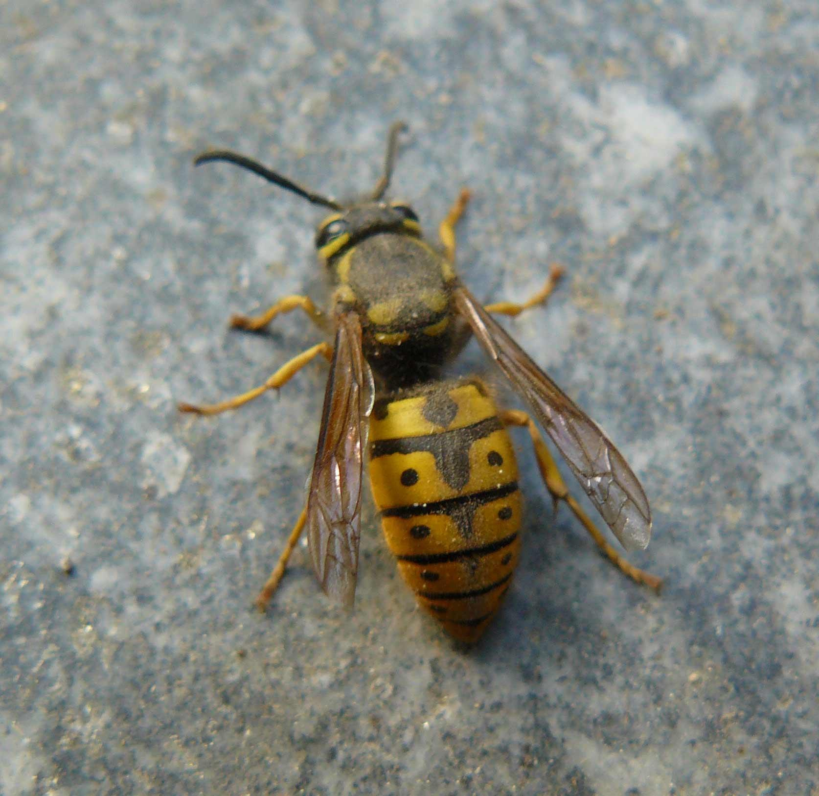 Vespula