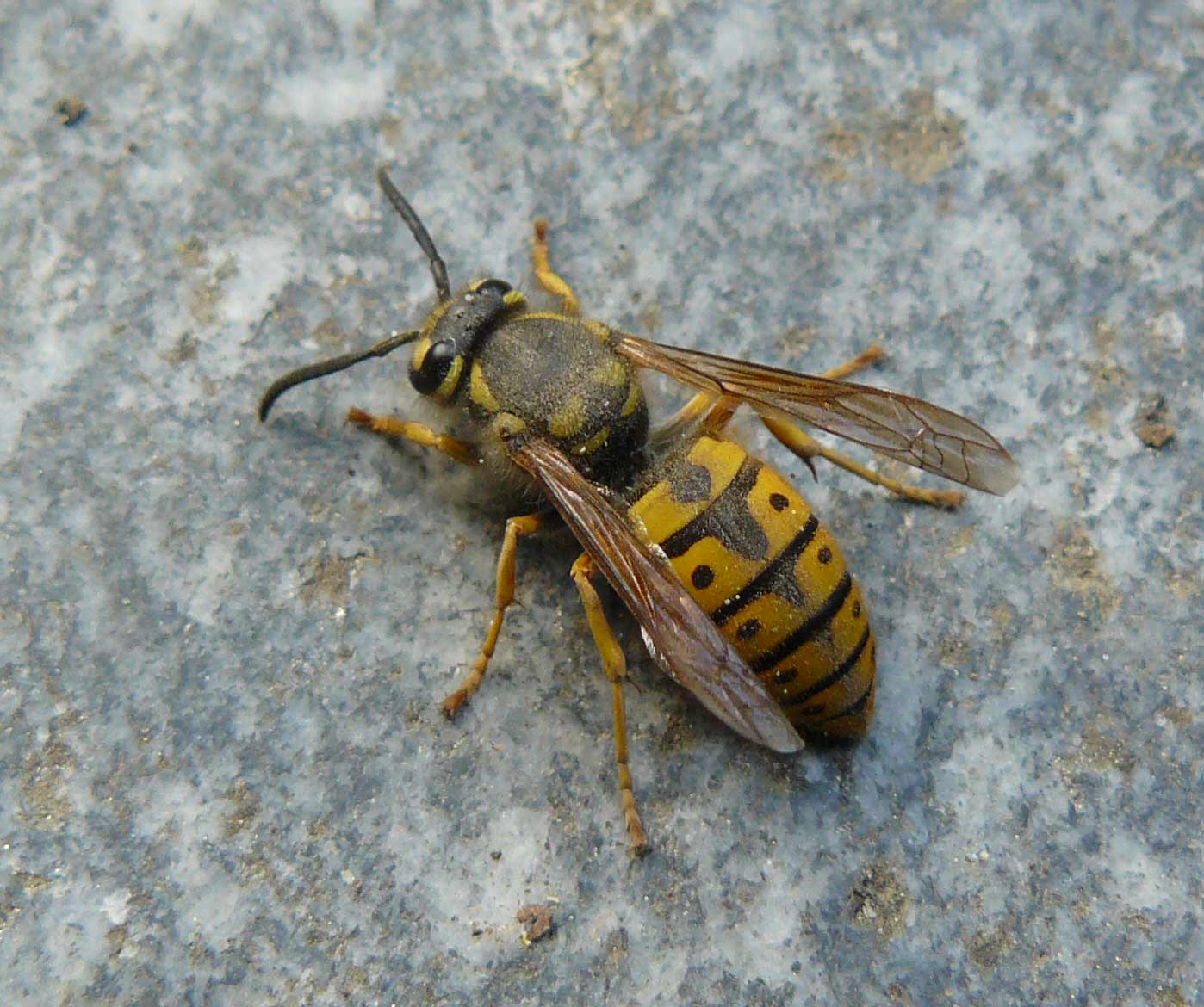 Vespula