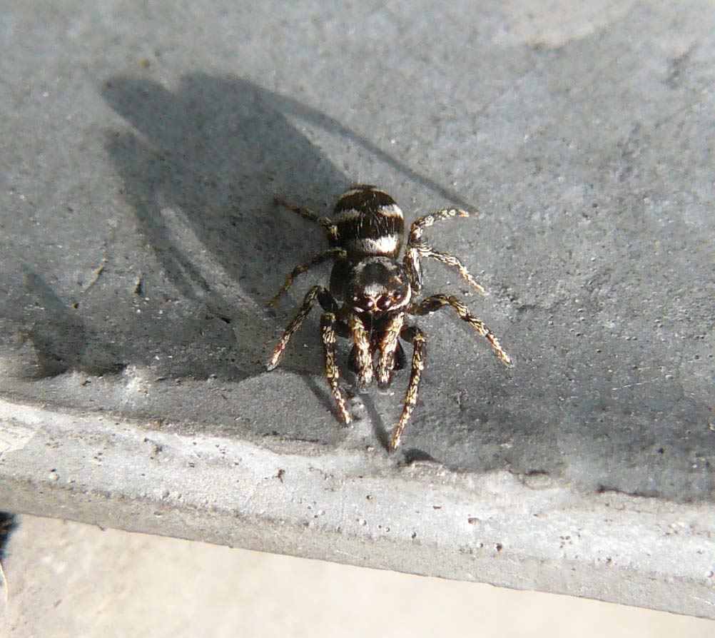 Salticus scenicus